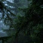 Forest Sounds