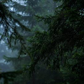 Forest Sounds
