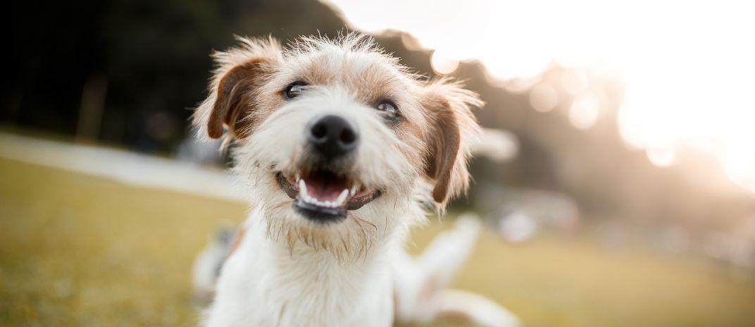 Dream About A Dog - what does it mean? meaning and interpretation