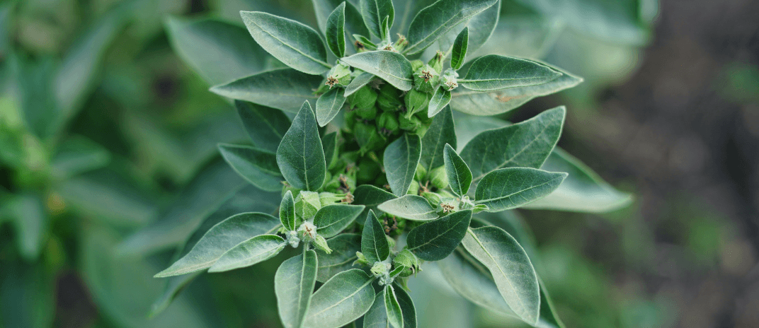 Ashwagandha Gummies: How It Works For Sleep