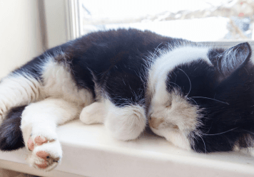 when to put a cat to sleep