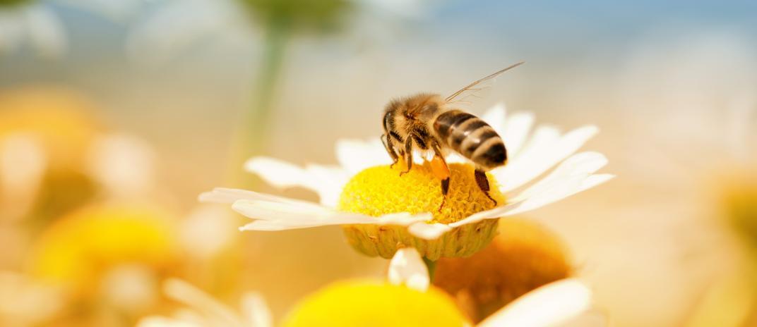 what does it mean to dream of bees