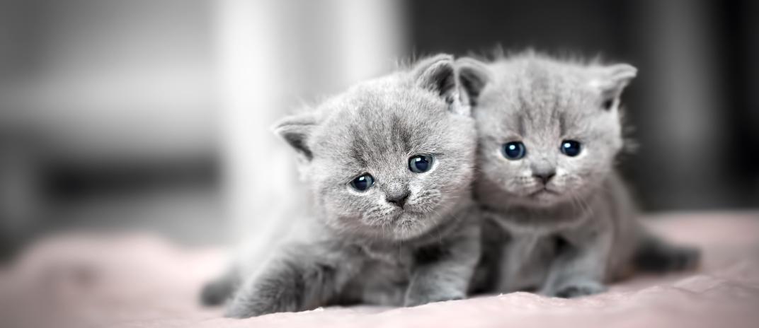What does it mean if you Dream of kittens