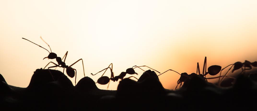 what does it mean if you are dreaming of ants