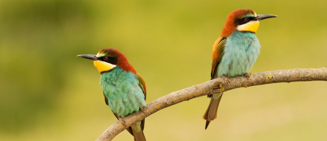 What does it mean when you dream about a bird? Full interpretation