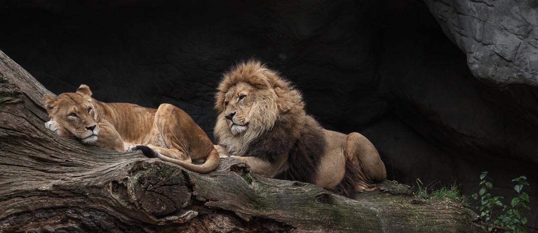 what does it mean to dream about lion ?