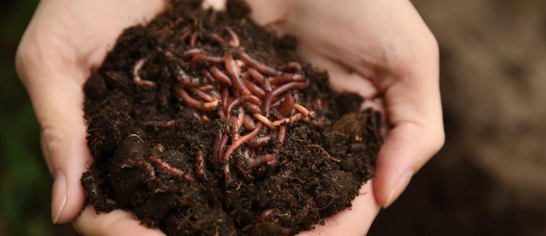 What does it mean to dream of a worm