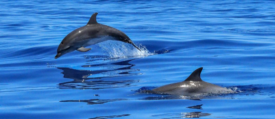 dreaming of dolphins: what does it mean?