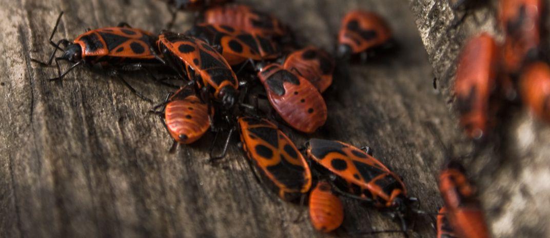 What Do Dreams About Bugs mean?