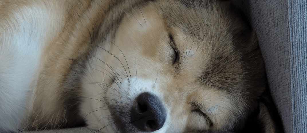 what do dogs dream about