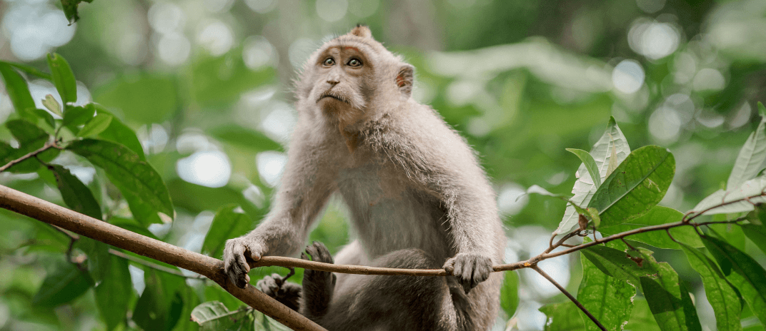 Dream About a Monkey: Dream Meanings and Interpretations