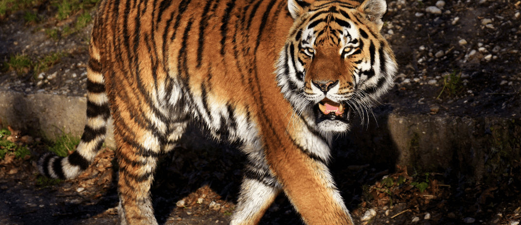 Dreaming of Tiger: Common Dream Meanings and Interpretations