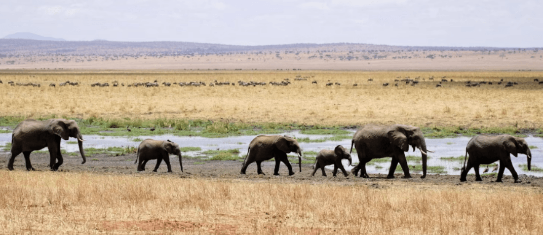 Elephant in Dream: What Does It Mean? Dream Interpretations