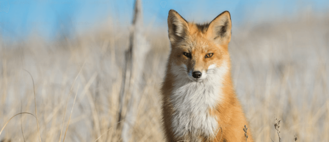 Dream of Fox: What Does It Mean? Common Dream Meanings