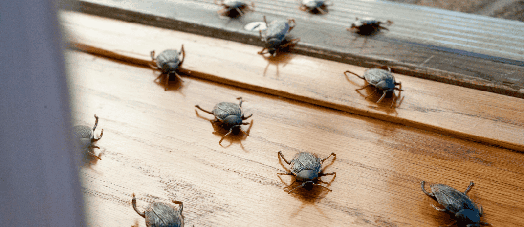 Dreaming About Roaches: Common Dream Interpretations