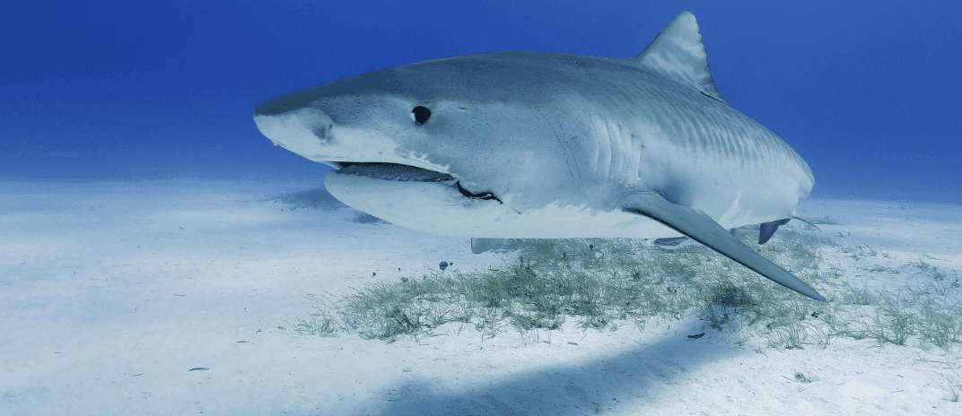 Dream About Sharks: Meanings and Interpretations