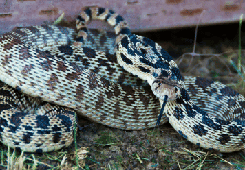 What Does It Mean to Be Dreaming About Snakes?