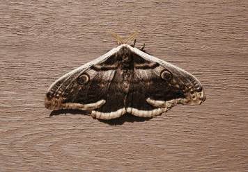 What Does It Mean to Have Dreams About Moths?