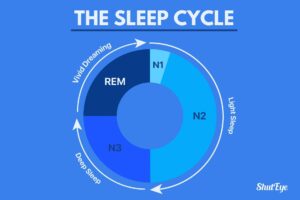 Stages of Sleep: What Happens in Each Sleep Cycle - ShutEye