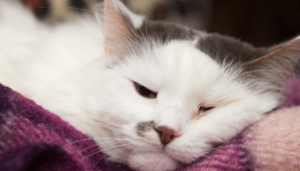 What Does It Mean If You Dream about Cats? - ShutEye