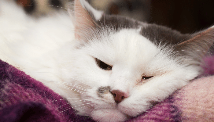 Angry Cat Dream Meaning And Spiritual Interpretation