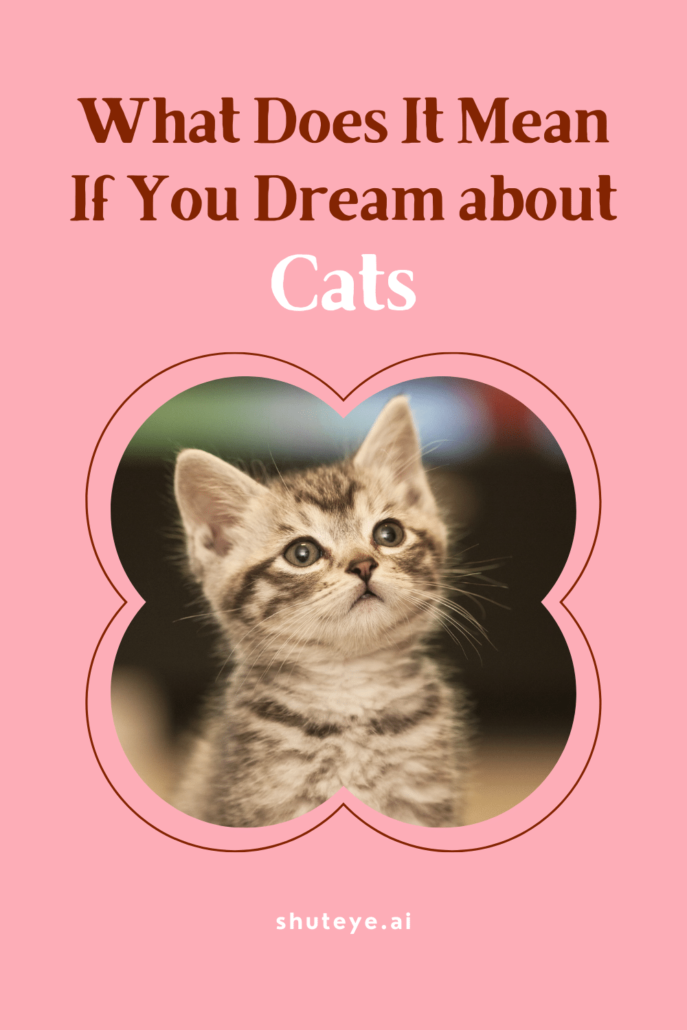 Angry Cat Dream Meaning And Spiritual Interpretation