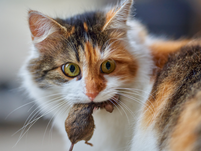 cat catching a mouse dream