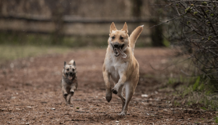 What Does it Mean if You Dream about Being Chased - ShutEye