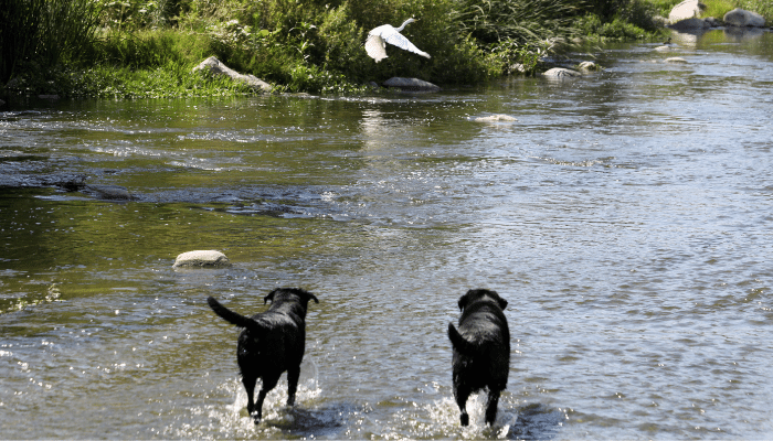 two dogs running on water