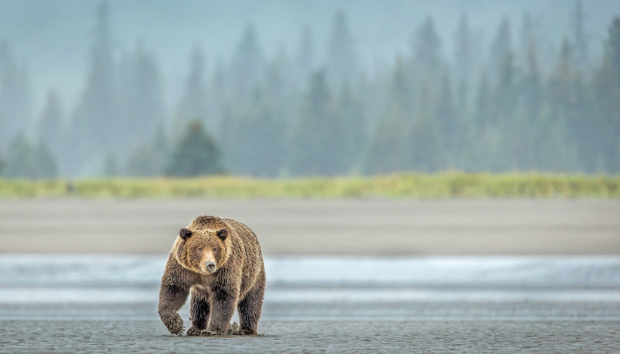 What Does It Mean if You Dream About a Bear? - ShutEye