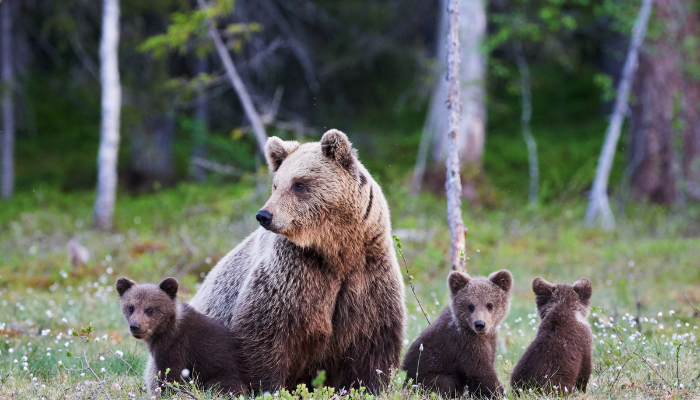 11 Possible Interpretations if You Dream About Bears - Happier Human