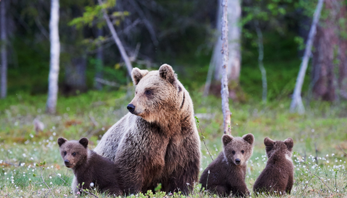 What Does It Mean if You Dream About a Bear? - ShutEye