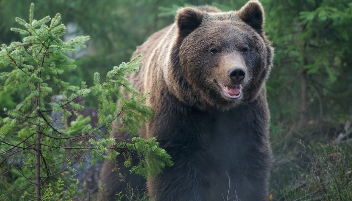 11 Possible Interpretations if You Dream About Bears - Happier Human