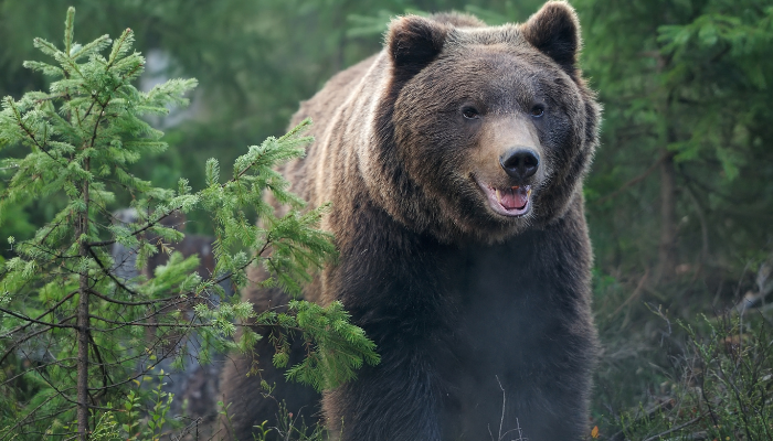 Dreams About Bears Meaning: What Do Dreams About Bears Mean?