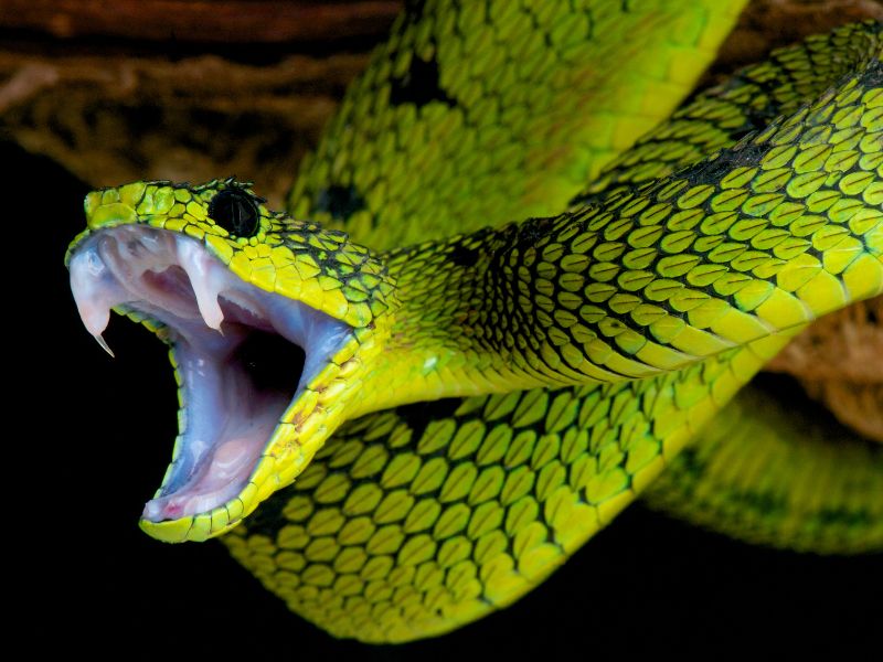 cultural meanings of dreaming of snake bite