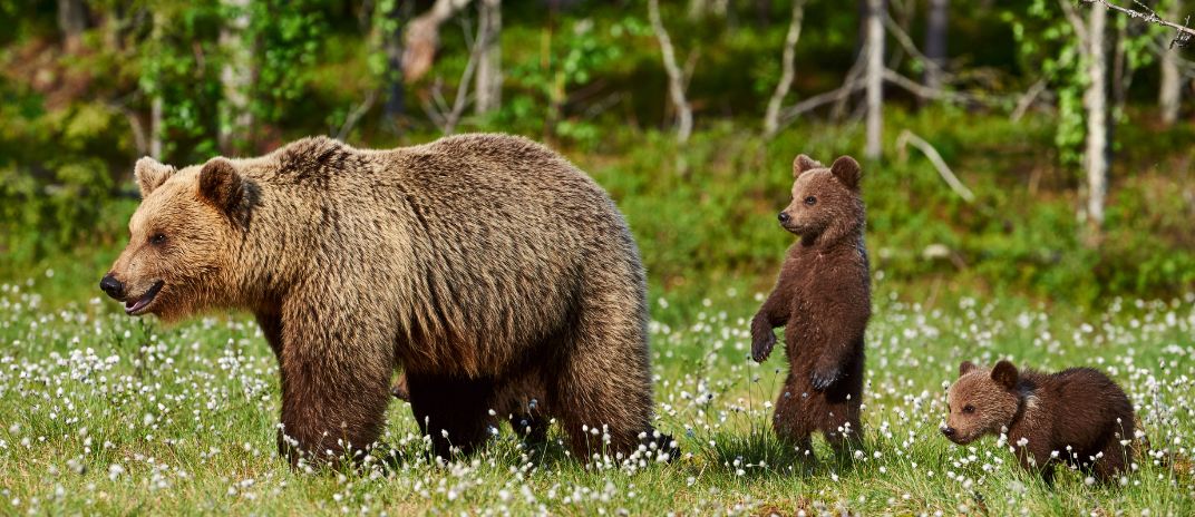 What Does It Mean If You Dream About A Bear?