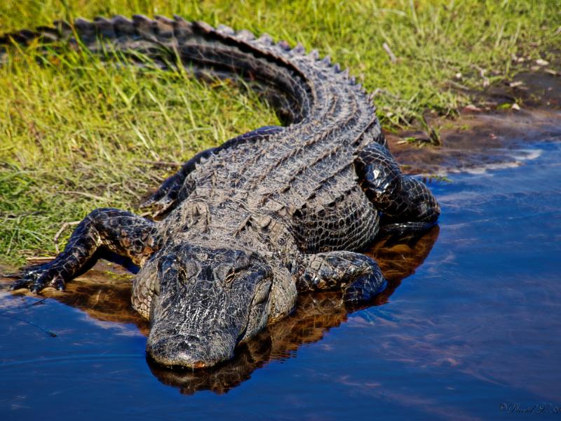 Spiritual Symbolism of Alligators in a dream