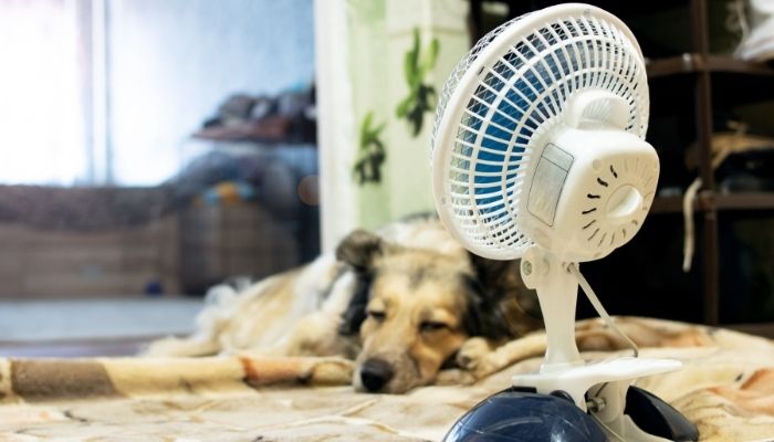 dog sleeping with a fan