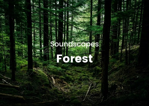 Soundscapes - Forest
