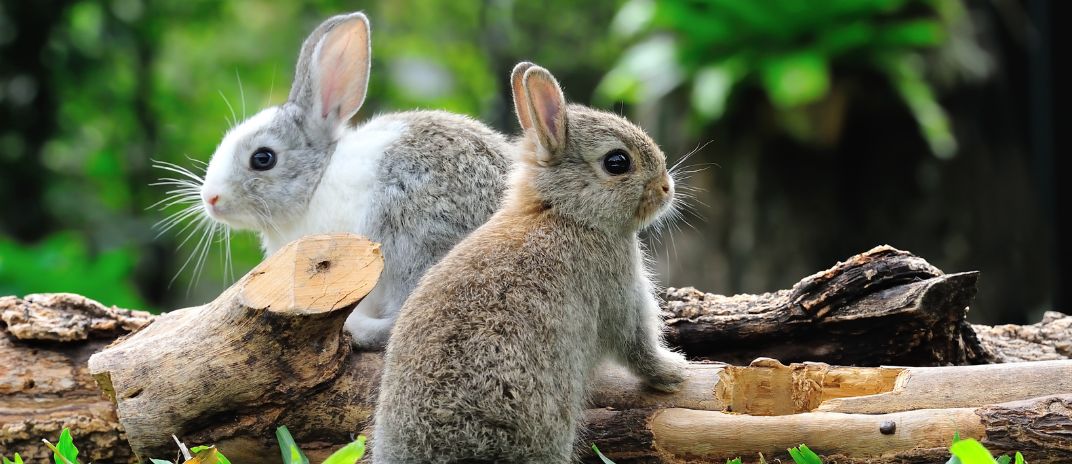 What Does it Mean When You Dream about Rabbits?