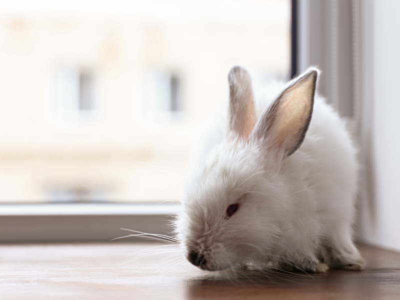 a rabbit standing beside a window