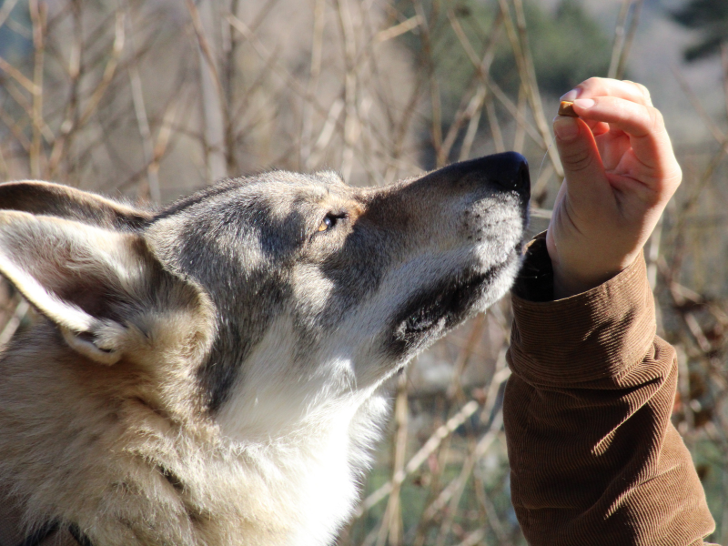 dream about a wolf as a pet