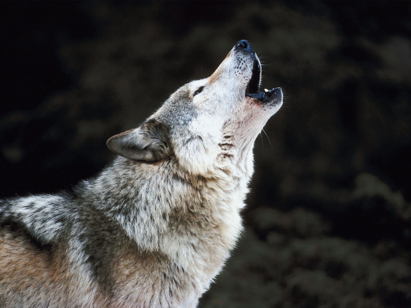 spiritual meaning of wolves in dreams