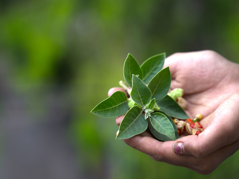 what is ashwagandha