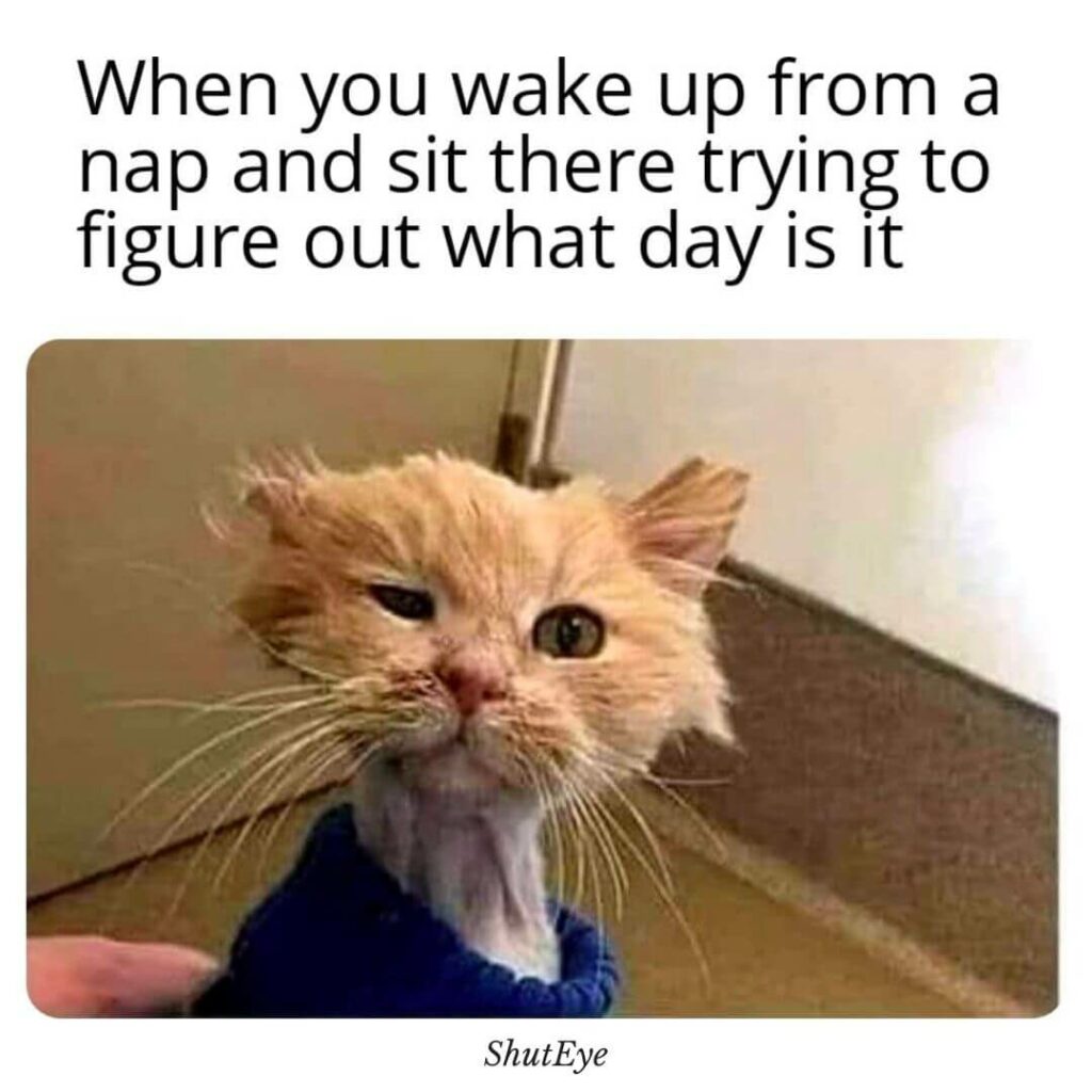 30+ Funny Waking Up Memes That Brighten Your Day ShutEye