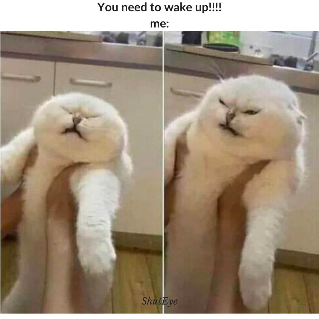 30 Funny Waking Up Memes That Brighten Your Day ShutEye