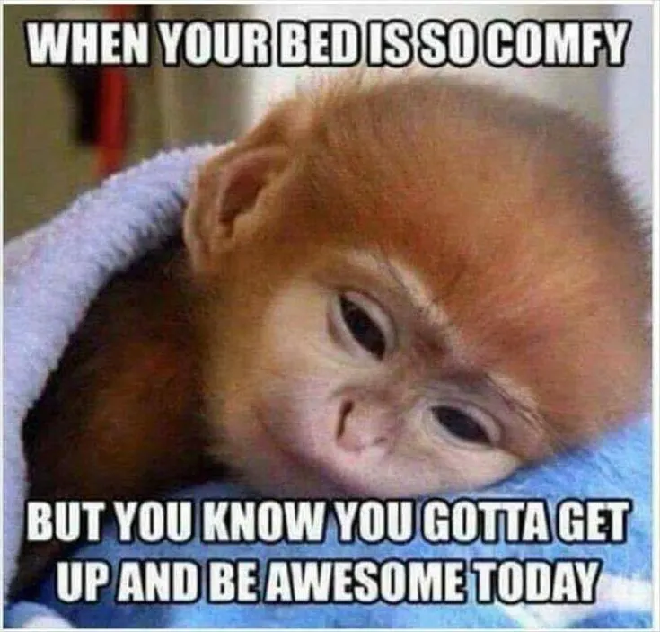 when your bed is so comfy but you know you gotta get up and be awesome today