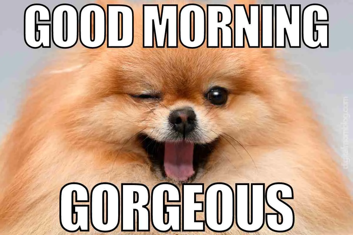 30 Funny Good Morning Memes In 2024 Start Your Day Right 30 Funny Good Morning Memes In 2024 Start Your Day Right
