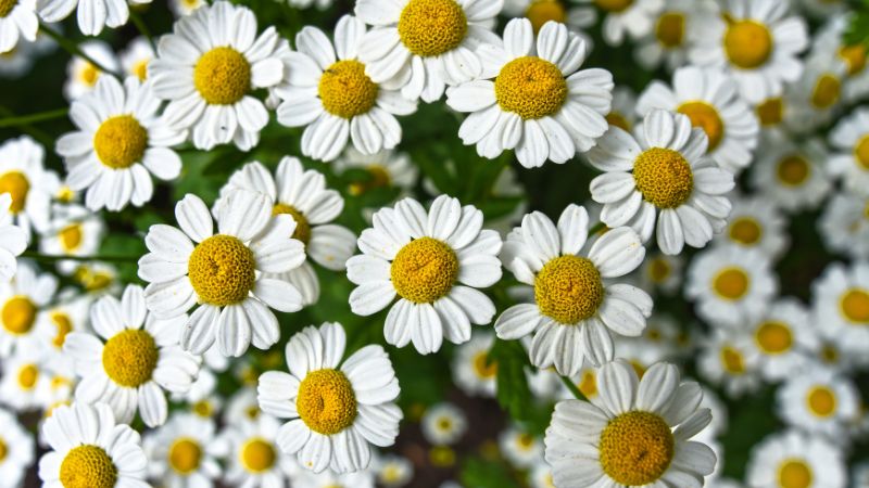 try chamomile that is natural remedy for insomnia