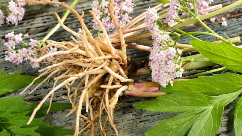 valerian root is a natural remedy for insomnia